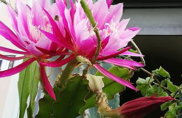 Monolocale con giardino e parcheggio privato CITRA zero zero ottanta trentuno LT 0281 - Photo 26