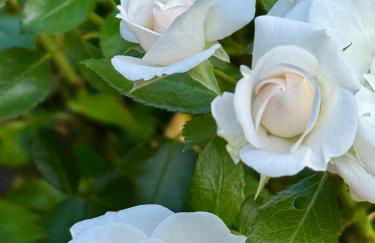 Design-Ferienhaus mit Garten, Kino & 5 Schlafzimmern - Foto 17