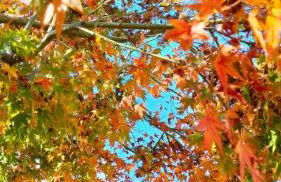 La Frisa Casa Vacanza - Foto 6