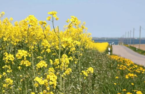 Idyllic Holiday Home in Damshagen with Terrace - Foto 53