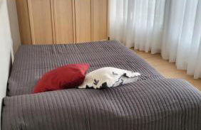 BENIDORM PLAYA LEVANTE - Foto 6