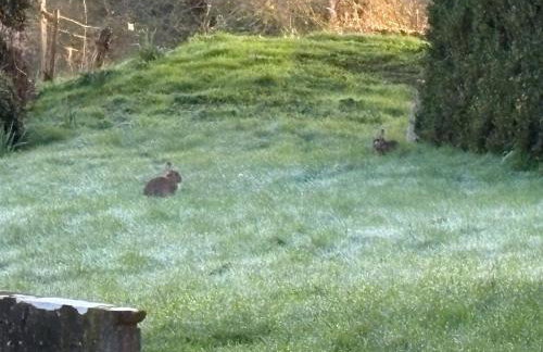 Little Vine Cottage in the grounds of Leeds Castle - Foto 17
