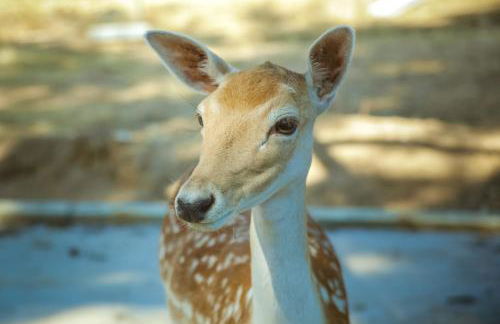 CAN BERNARDI - Foto 8