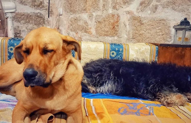 Murter Voltera - Foto 3