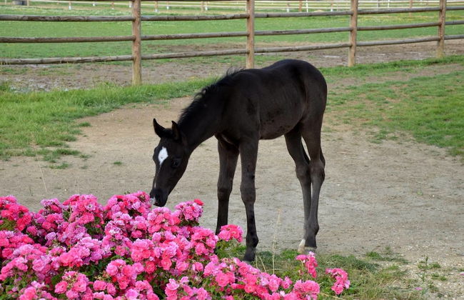 Agriturismo Il Boschetto - Photo 18
