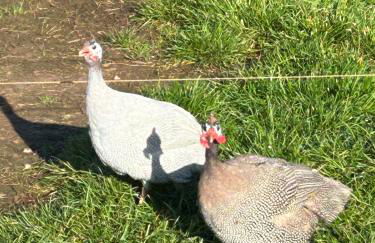 The Lodge - Photo 42