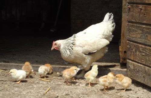 Alpinus Agriturism - Photo 63