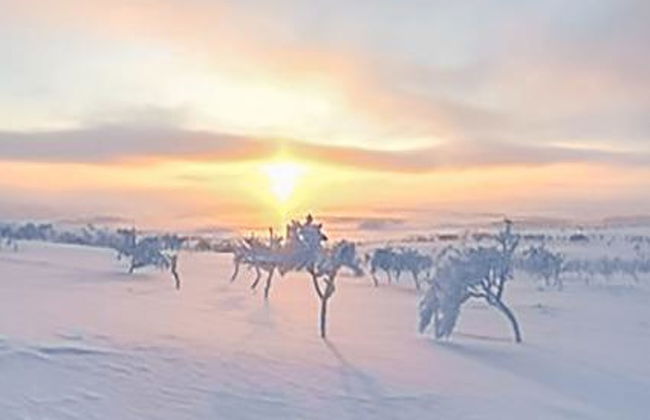 Karetörmä - Foto 35