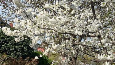 Amma's Place - Foto 2