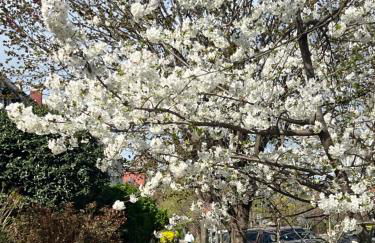 Amma's Place - Foto 2