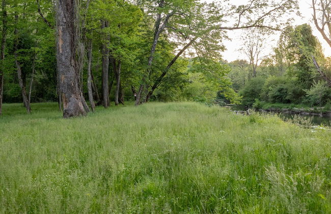 Creekside Fern in Pisgah Forest - Foto 33