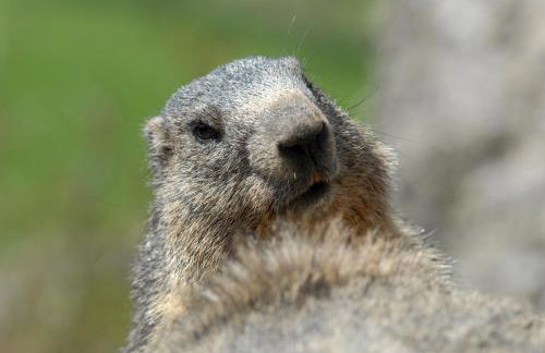 Chalet Kala - Foto 39