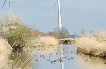 Mooroase Bauerngarten - Ovelgönne - Nordsee - Weser - Jade - Foto 2