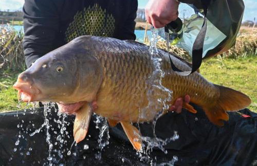 Beech Pod Cabin in beautiful surroundings Wrexham - Foto 29