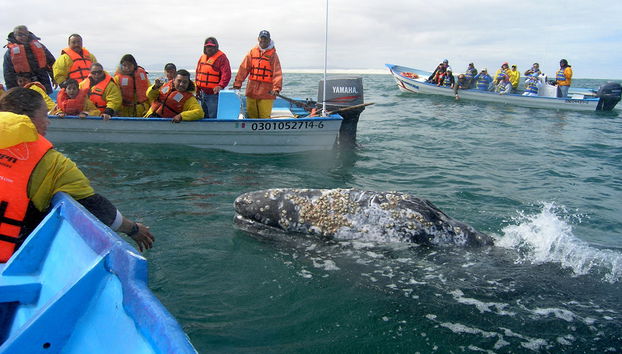Gray Whale Watching - Private Tour - Photo 4