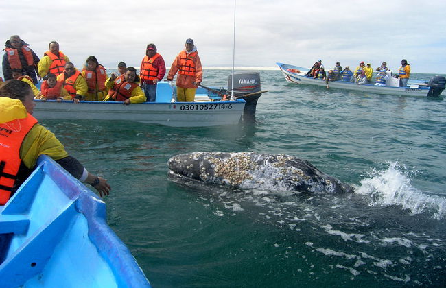 Grauwale beobachten - Private Tour - Foto 4