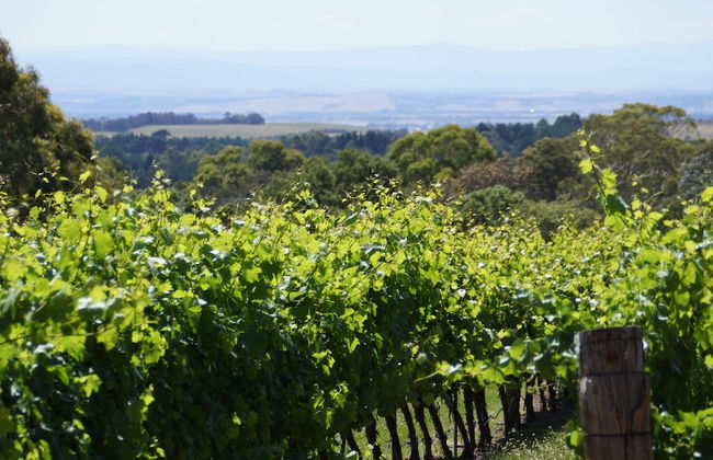 Gisborne Peak Winery Cottages - Foto 36