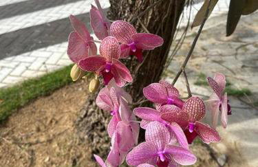 Casa Alto da Barra de São Miguel, um paraíso - Foto 38