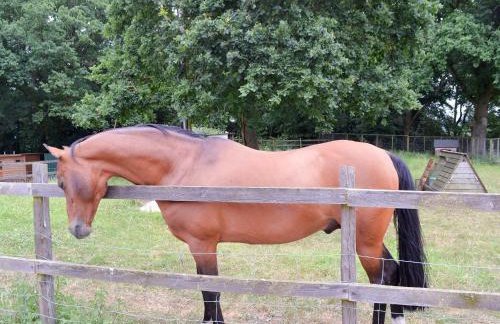 Little Barn - Ukc2539 - Foto 15