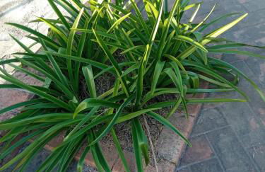 Dimora Elisabetta casa a pochi passi dal mare - Photo 11