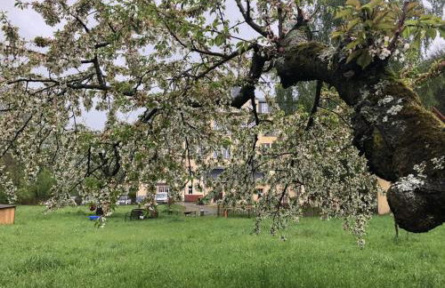 Gästewohnung am Museum - Foto 24