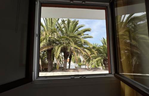 Phoenix Canariensis - Foto 18