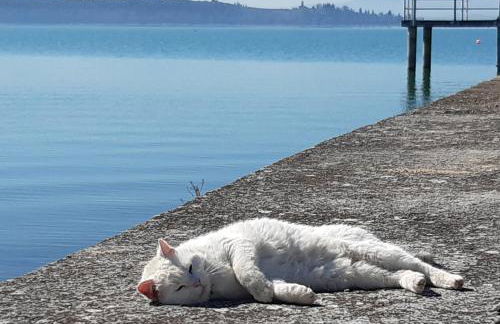 Le Rondini - Photo 28