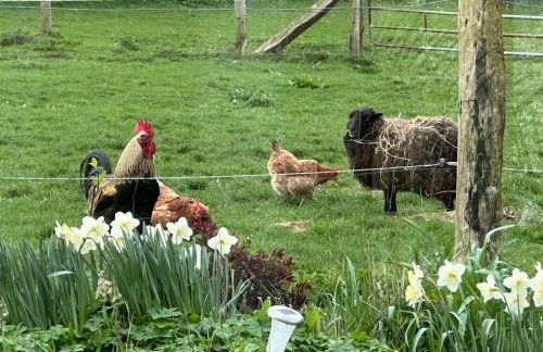 idyllisch gelegenes Ferienhaus nähe Heiligenhafen - Foto 8