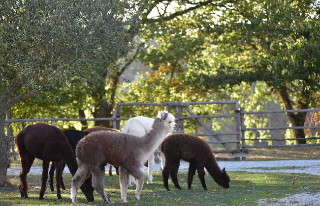 Agriturismo Il Beccafico Alpaca - Foto 31