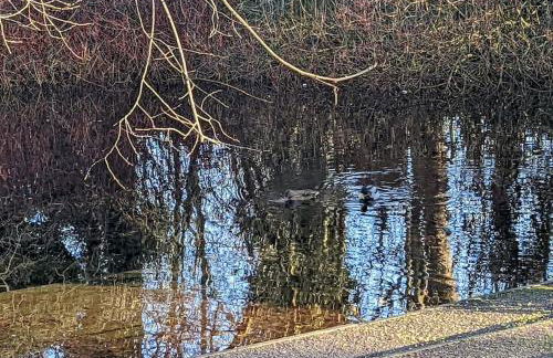 THE KILSYTH,detached bungalow Warrington - Foto 23