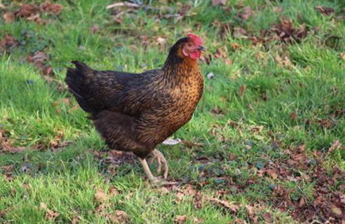 L'oriere des Bois - Foto 34