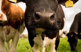 Ferienwohnung "Erika" Rees am Niederrhein - Foto 49