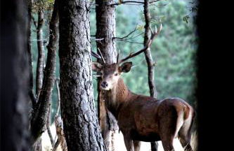 Casa da Comareira - Foto 30