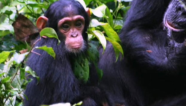 1 Day Ngamba Island Chimpanzee Sanctuary Entebbe - Foto 2