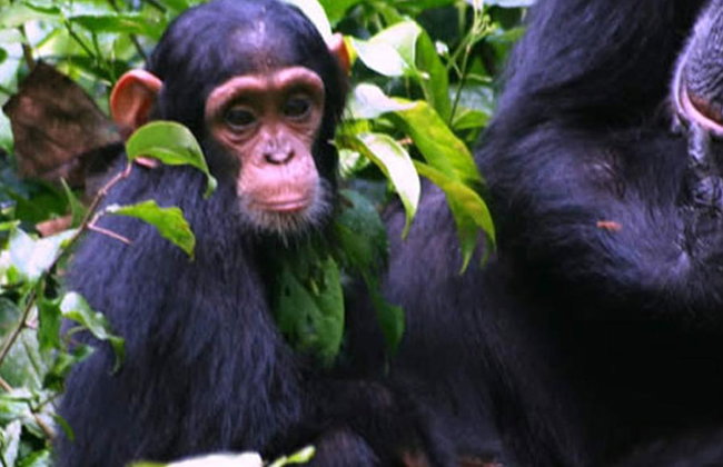 1 Day Ngamba Island Chimpanzee Sanctuary Entebbe - Foto 2