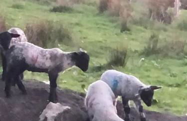 Merril Grove Farm Cottages for larger group stays. - Photo 13