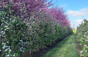 Ferienwohnung Apfelkorb - Photo 30