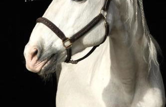 Ecurie Le Pas du Loup - Foto 10