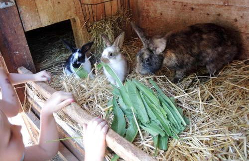 Ferienhof NaturZeit - Foto 10