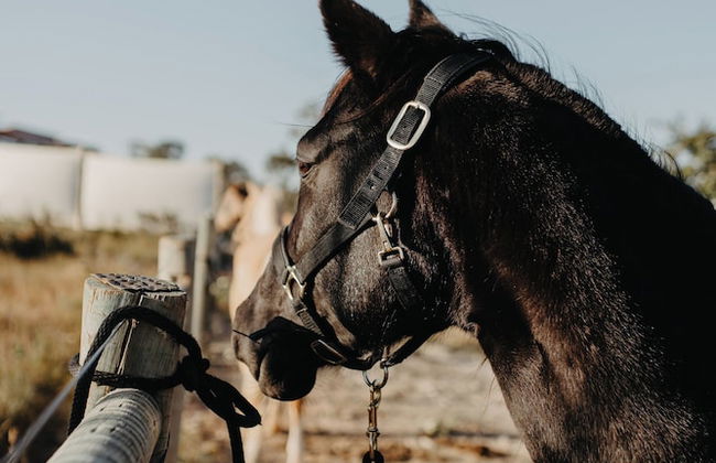 Paradise Ranch - Foto 23