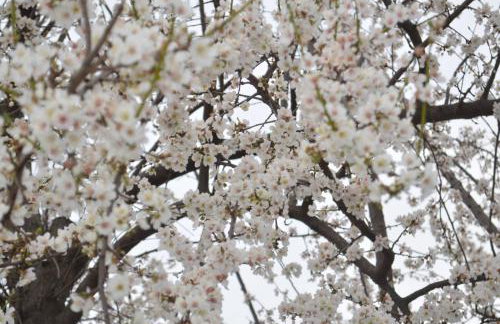 Xenonas Anopolis 2 - Foto 48