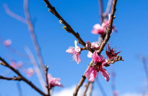 Casa Renta - Foto 34