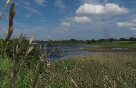 FEWO Muschel - Foto 25