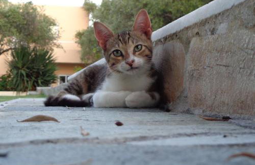 Artemis Apartments - Foto 22