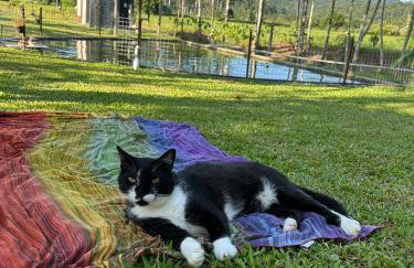 Cantinho da nona Nova Trento SC - Foto 19