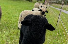 Ferienhof Rüßmann - Foto 47