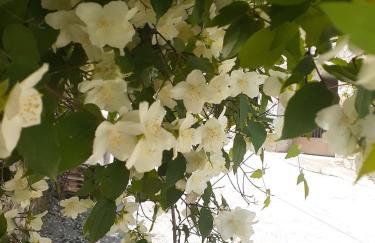 Sto Dimeiko - Foto 25