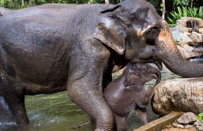 Half Day Elephant Bathing welfare center from Phuket - Foto 13