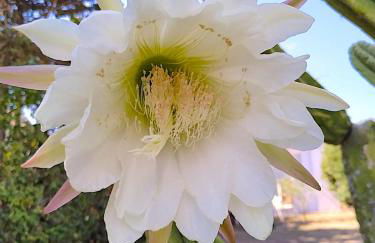 Starbal Apt - Foto 23