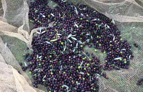 Villa Porcigliano Olive Grove - Foto 72